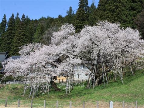 臥龍桜 開花状況|臥龍桜の花見・桜情報【2024】｜ウェザーニュー